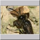 Trypoxylon figulus - Grabwespe 01e 14mm beim Nesteintrag - OS-Wallenhorst-Tongrube-Lehmwand - det.jpg